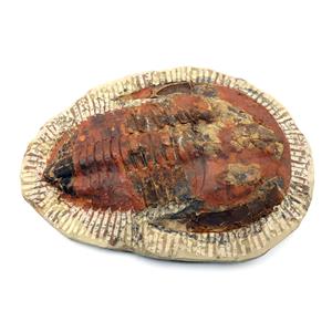 Trilobite Andalusiana Large Moroccan Fossil 520 Million Yrs Old #18056