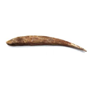 HYBODUS Shark Dorsal Fin Spine Real Fossil 9 inch 18073