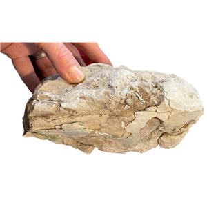 UNPREPARED Oreodont Skull  Fossil Oligocene 18108