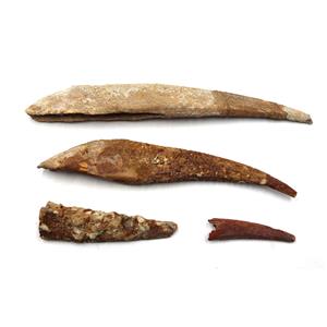 Hybodus Shark Dorsal Fin Spine Real Fossil Lot of 4 #18118