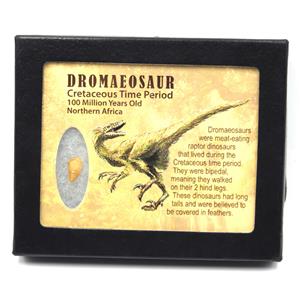 Dromeosaur Raptor Dinosaur Tooth Fossil .521 inch 18143