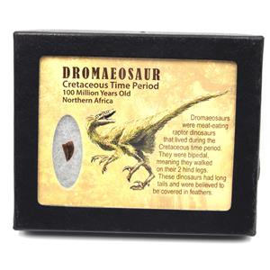 Dromeosaur Raptor Dinosaur Tooth Fossil .416 inch 18151