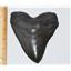 MEGALODON Shark Tooth Fossil CAST #3 Black (Replica - Reproduction) 13o