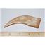 Spinosaurus Dinosaur Hand Claw Cast (Replica - NOT REAL FOSSIL) #10236 4o