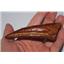 Spinosaurus Dinosaur Toe Claw Cast (Replica - Not Real Fossil) #10207 4o