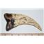 Utahraptor Dinosaur Claw Cast - Replica - NOT REAL FOSSIL  5 inch #10173  8o