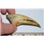VELOCIRAPTOR Claw Replica (Cast) #2 - Not Real Fossil - #10113 4o