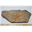 Starfish Fossil Ordovician 450 Million Years Ago Morocco #13431 3#3o