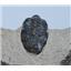Reedops TRILOBITES (Three) Fossil Morocco 390 Million Years old #1916 20o