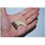 VELOCIRAPTOR Dinosaur Claw Replica - (NOT REAL FOSSIL) 2 inch #10244 2o