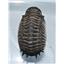 Crotalocephalus TRILOBITE Fossil Morocco 400 Million Years old #13090 15o