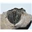 Odontochile TRILOBITE Fossil Morocco 400 Million Years old #13300 14o