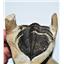 Odontochile TRILOBITE Fossil Morocco 400 Million Years old #13304 16o