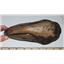 TYRANNOSAURUS REX Dinosaur Toe Claw Replica (Cast) -Not real Fossil #13374 32o