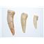 Enchodus Tooth Fossils 145 Million Yrs Old w/ Display Box #13806