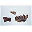 Lungfish Ceratodus Tooth Plate Fossil Lot of 3 LDB 110 MYO #14195 15o