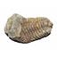 Flexicalymene TRILOBITE 2-3 Inch "C" Grade REAL Fossil Morocco 450 MYO #14338