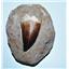 MOSASAUR Dinosaur Extra Large Tooth Fossil in Matrix 2.03 inches #14341 19o