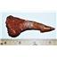 Onchopristis Vertebra & Tooth Fossil 3 1/4 inches 100 MYO 14544 5o