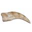 Spinosaurus Dinosaur Hand Claw Cast (Replica - Not a real fossil)