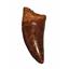 CARCHARODONTOSAURUS Dinosaur Tooth 3.014 " Fossil African T-Rex MDB  #14730 13o
