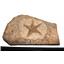 Starfish Fossil Ordovician 450 Million Years Ago Morocco #14901 56o