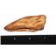 SPINOSAURUS Dinosaur Toe Claw - Real Fossil 2 3/4 inches #14929 5o
