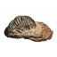 TRILOBITES (Real Fossils) Collector Lot of 5 Different Species #14932  30o