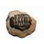 TRILOBITES (Real Fossils) Collector Lot of 5 Different Species #14936 26o