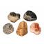 TRILOBITES (Real Fossils) Collector Lot of 5 Different Species #14938 31o