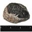 TRILOBITES (Real Fossils) Collector Lot of 5 Different Species #14938 31o