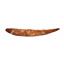 HYBODUS Shark Dorsal Fin Spine Real Fossil 6 1/2 inch #14963 5o