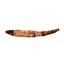 HYBODUS Shark Dorsal Fin Spine Real Fossil 7 1/4  inch #14968 5o