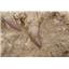 MOSASAUR Dinosaur Teeth Fossil in Matrix #15121 125o