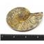 Ammonite Fossils Lot of 2 Morocco & Madagascar #12374