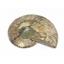 Ammonite Fossils Lot of 3 Morocco & Madagascar #12388