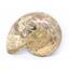 AMMONITE Fossils Lot of 3 (100-120 Mil Yrs old) Morocco & Madagascar #12391