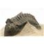 TRILOBITE Metacanthina Fossil Morocco 390 Million Years old #15158 18o