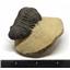 Reedops TRILOBITE Fossil Morocco 390 Million Years old #15166 11o