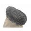 Reedops TRILOBITE Fossil 390 Million Years old #15170 6o