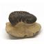 Reedops TRILOBITE Fossil 390 Million Years old #15173 9o