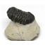 Phacops TRILOBITE Fossil Morocco 390 Million Years old #15184 9o