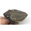 Odontochile TRILOBITE Fossil Morocco 400 Million Years old #15195 14o