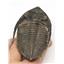 Odontochile TRILOBITE Fossil Morocco 400 Million Years old #15195 14o