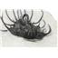 Quadrops Spiny Trilobite Fossil Morocco 15204