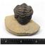 Reedops TRILOBITE Fossil Morocco 390 Million Years old #15212 7o