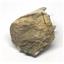 TRILOBITE Hollardops Fossil Morocco 390 Million Years old #15219 10o