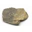 TRILOBITE Hollardops Fossil Morocco 390 Million Years old #15224 15o