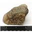 Crotalocephalus TRILOBITE Fossil Morocco 400 Million Years old #15239 16o