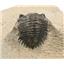 TRILOBITE Metacanthina Fossil Morocco 390 Million Years old #15248 14o